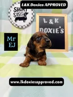 Mr Ej NO MEREL GENE SH, a male Miniature Dachshund for sale in Arapahoe, CO – 8 of 10