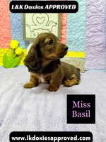 Miss Basil, a female Miniature Dachshund for sale in Arapahoe, CO – 5 of 10