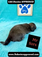 Mr Sors 785-821–1920 LH , a male Miniature Dachshund for sale in Arapahoe, CO – 5 of 10