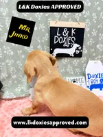 Mr Jinko SH , a male Miniature Dachshund for sale in Arapahoe, CO – 7 of 10