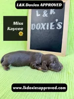 Miss Kaycee 785-821-1920, a female Miniature Dachshund for sale in Arapahoe, CO – 6 of 10