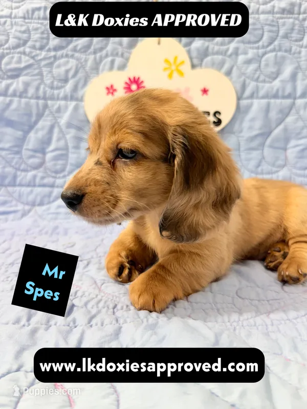 Mr Specs 785-821-1920 LH  – Miniature Dachshund puppy for sale in Arapahoe, CO