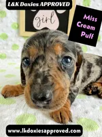Miss Cream Puff 785-821-1920, a female Miniature Dachshund for sale in Arapahoe, CO – 7 of 10