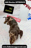 Mr Jamar 💙, a male Miniature Dachshund for sale in Arapahoe, CO – 7 of 8