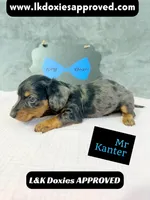Mr Kantor 785-821-1920, a male Miniature Dachshund for sale in Arapahoe, CO – 6 of 10