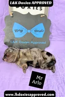 Mr Arlo, a male Miniature Dachshund for sale in Arapahoe, CO – 10 of 10