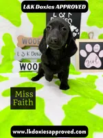 Miss Faith  785-821-1920, a female Miniature Dachshund for sale in Arapahoe, CO – 4 of 10