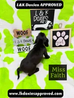 Miss Faith  785-821-1920, a female Miniature Dachshund for sale in Arapahoe, CO – 10 of 10