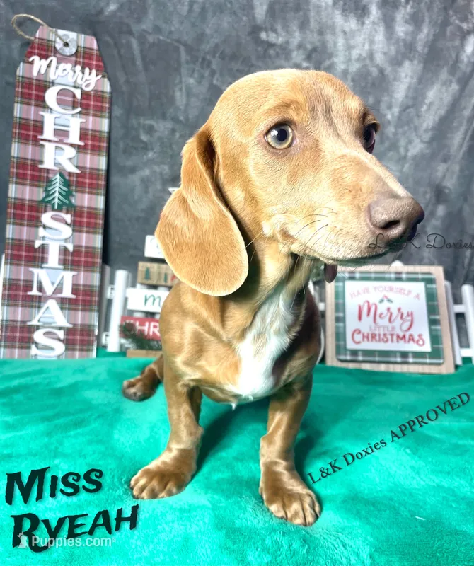 Miss Ryeah 785-821-1920 – Dachshund puppy for sale in Arapahoe, CO