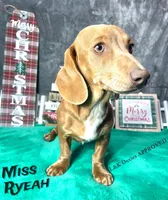 Miss Ryeah 785-821-1920, a female Dachshund for sale in Arapahoe, CO – 1 of 10