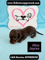 Miss Jaycee , a female Miniature Dachshund for sale in Arapahoe, CO – 10 of 10
