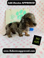 Mr Alfie 795-821-1920, a male Miniature Dachshund for sale in Arapahoe, CO – 3 of 9