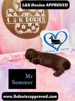 Mr Soomer LH, a male Miniature Dachshund for sale in Arapahoe, CO – 3 of 10