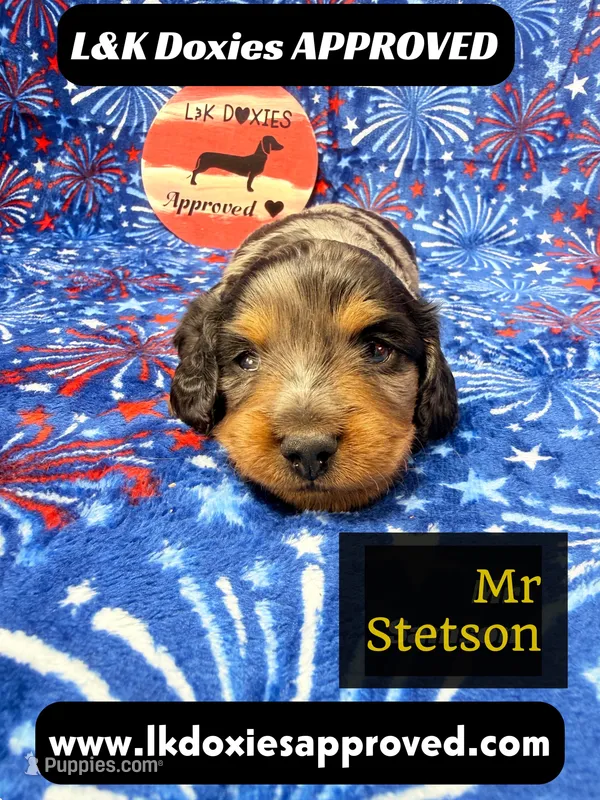 Mr Stetson Dapple LH  – Miniature Dachshund puppy for sale in Arapahoe, CO
