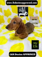 Mr Elk NON DAPPLE GUY, a male Miniature Dachshund for sale in Arapahoe, CO – 2 of 10