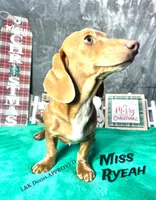 Miss Ryeah 785-821-1920, a female Dachshund for sale in Arapahoe, CO – 9 of 10