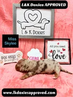 Miss Skylee Dapple LH , a female Miniature Dachshund for sale in Arapahoe, CO – 10 of 10