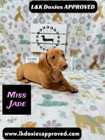 Miss Jade Dapple 🩷, a female Miniature Dachshund for sale in Arapahoe, CO – 2 of 8
