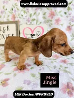 Miss Jiggle SH , a female Miniature Dachshund for sale in Arapahoe, CO – 9 of 10