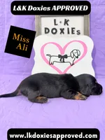 Miss Ali 785-821-1920, a female Miniature Dachshund for sale in Arapahoe, CO – 2 of 10