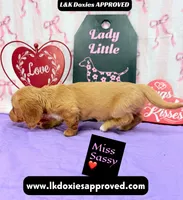 Miss Sassy Cream, a female Miniature Dachshund for sale in Arapahoe, CO – Photo 5 of 10