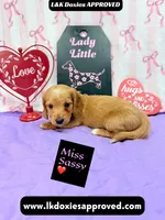 Miss Sassy Cream, a female Miniature Dachshund for sale in Arapahoe, CO – Photo 6 of 10