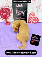 Miss Sassy Cream, a female Miniature Dachshund for sale in Arapahoe, CO – Photo 10 of 10