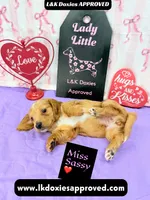 Miss Sassy Cream, a female Miniature Dachshund for sale in Arapahoe, CO – Photo 7 of 10