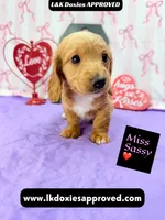 Miss Sassy Cream, a female Miniature Dachshund for sale in Arapahoe, CO – Photo 2 of 10