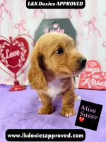 Miss Sassy Cream, a female Miniature Dachshund for sale in Arapahoe, CO – Photo 1 of 10