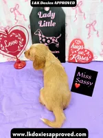 Miss Sassy Cream, a female Miniature Dachshund for sale in Arapahoe, CO – Photo 9 of 10