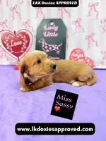 Miss Sassy Cream, a female Miniature Dachshund for sale in Arapahoe, CO – Photo 4 of 10