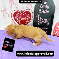 Miss Sassy Cream, a female Miniature Dachshund for sale in Arapahoe, CO – Photo 8 of 10