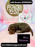 Miss Shimmy, a female Miniature Dachshund for sale in Arapahoe, CO – 4 of 9