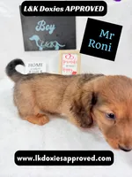 Mr Roni 785-821-1920, a male Miniature Dachshund for sale in Arapahoe, CO – 10 of 10