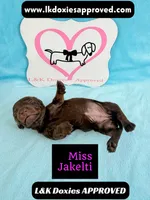 Miss Jakelti ❤️, a female Miniature Dachshund for sale in Arapahoe, CO – 6 of 10