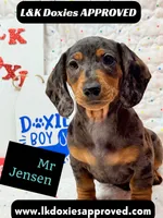 Mr Jenson 💙, a male Miniature Dachshund for sale in Arapahoe, CO – 8 of 10
