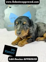 Mr Kantor 785-821-1920, a male Miniature Dachshund for sale in Arapahoe, CO – 4 of 10