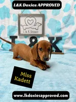 Miss Kadett 785-821-1920, a female Miniature Dachshund for sale in Arapahoe, CO – 5 of 10