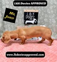 Mr Jinko SH , a male Miniature Dachshund for sale in Arapahoe, CO – 4 of 10