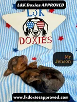 Mr Jenson, a male Miniature Dachshund for sale in Arapahoe, CO – 1 of 10
