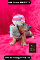 Mr Elk NON DAPPLE GUY, a male Miniature Dachshund for sale in Arapahoe, CO – 9 of 10