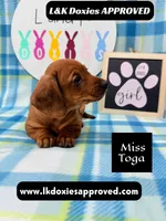 Miss Toga , a female Miniature Dachshund for sale in Arapahoe, CO – 4 of 10