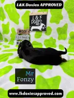 Mr Fonzy 785-821-1920, a male Miniature Dachshund for sale in Arapahoe, CO – 4 of 10