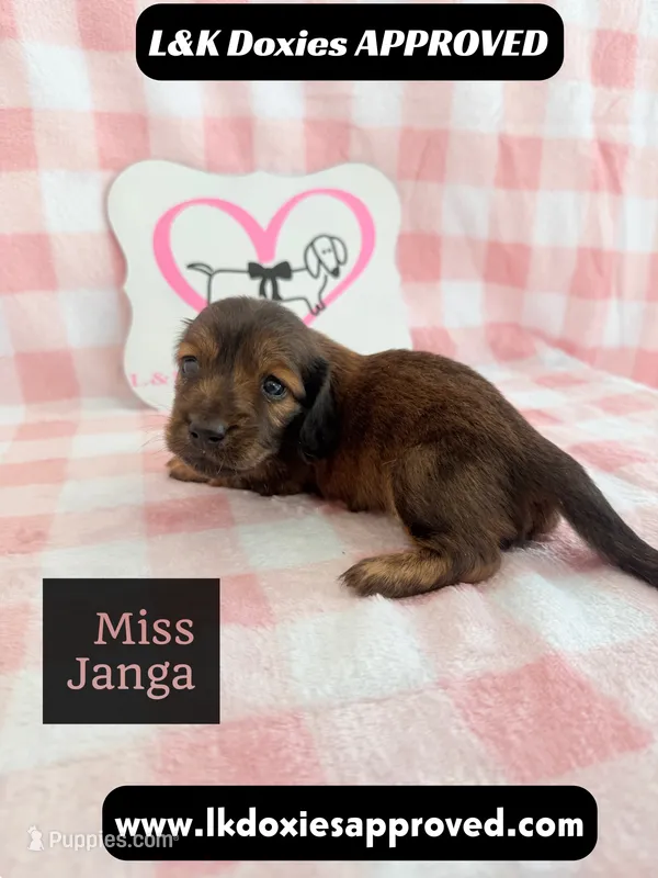 Miss Janga – Miniature Dachshund puppy for sale in Arapahoe, CO