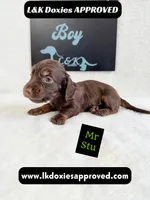 Mr Stu 785-821-1920, a male Miniature Dachshund for sale in Arapahoe, CO – 3 of 4
