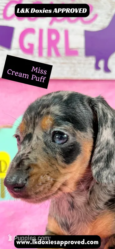 Miss Cream Puff 785-821-1920 – Miniature Dachshund puppy for sale in Arapahoe, CO