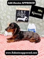 Mr Kantor 785-821-1920, a male Miniature Dachshund for sale in Arapahoe, CO – 7 of 10