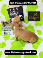 Mr Fidget, a male Miniature Dachshund for sale in Arapahoe, CO – 6 of 10