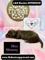 Miss Shimmy, a female Miniature Dachshund for sale in Arapahoe, CO – 8 of 9